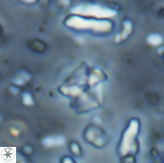 Hayesites irregularis 13858