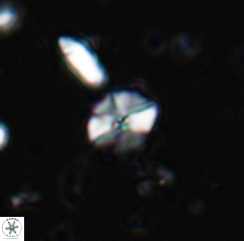 Hayesites irregularis 13370