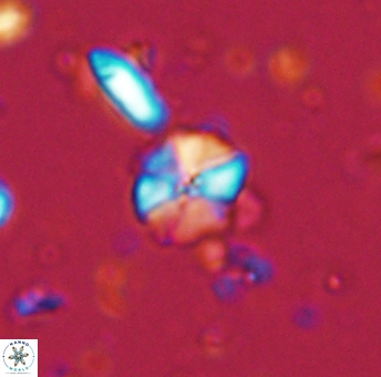 Hayesites irregularis 13371
