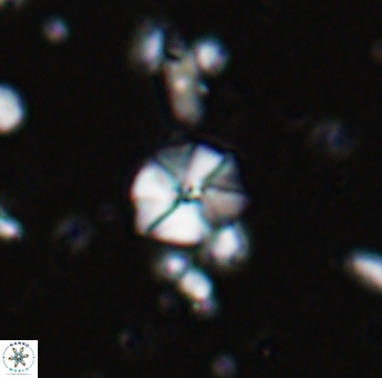 Hayesites irregularis 13372