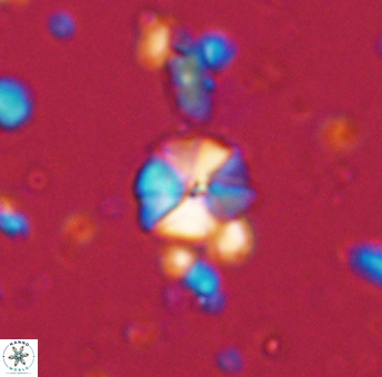 Hayesites irregularis 13373