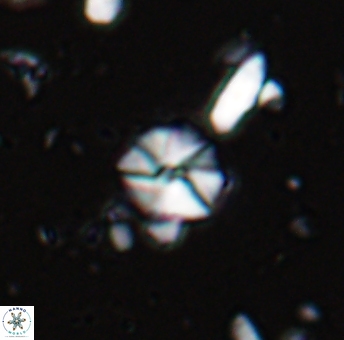 Hayesites irregularis 13374
