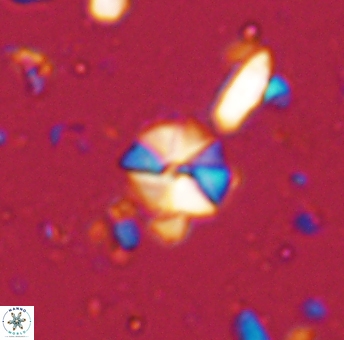 Hayesites irregularis 13375