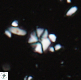 Hayesites irregularis 13376