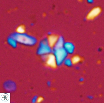 Hayesites irregularis 13377