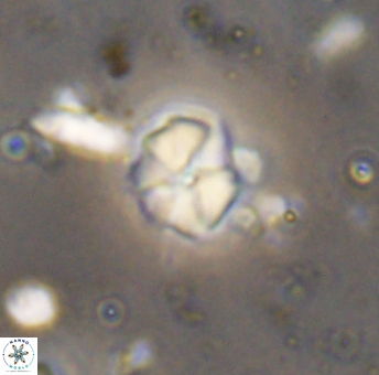 Hayesites irregularis 13378