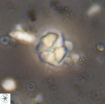 Hayesites irregularis 13379