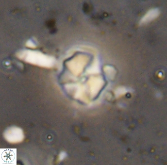 Hayesites irregularis 13380