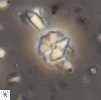 Hayesites irregularis 13381