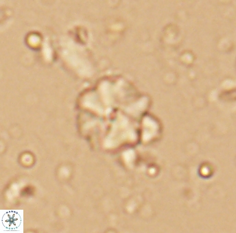 Hayesites irregularis 13382