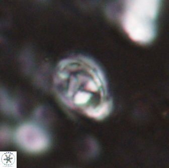 Hayesites irregularis 14467