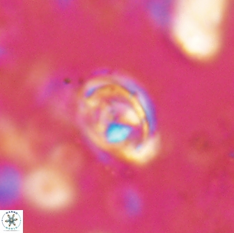 Hayesites irregularis 14468