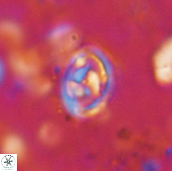 Hayesites irregularis 14469