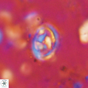 Hayesites irregularis 14470