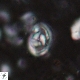 Hayesites irregularis 14471