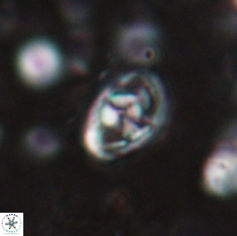 Hayesites irregularis 14472