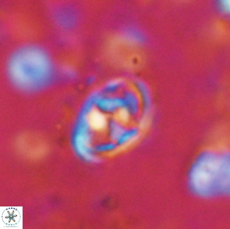 Hayesites irregularis 14474