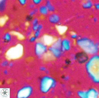 Hayesites irregularis 6874