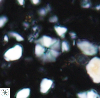 Hayesites irregularis 6875