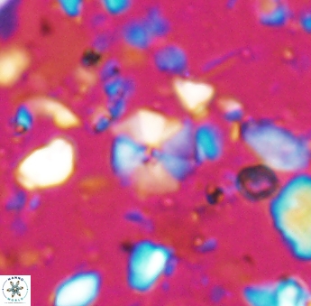 Hayesites irregularis 6876