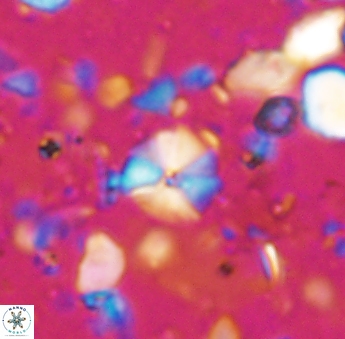 Hayesites irregularis 6877