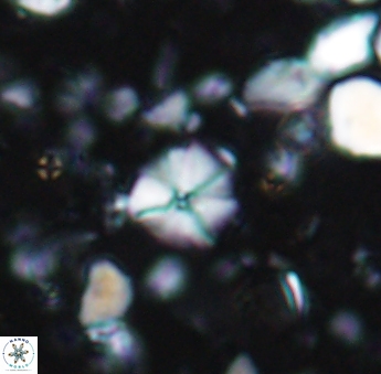 Hayesites irregularis 6878