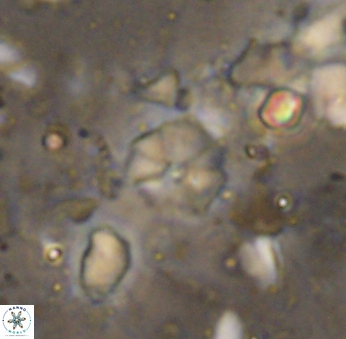 Hayesites irregularis 6879