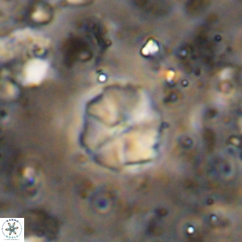 Hayesites irregularis 7162