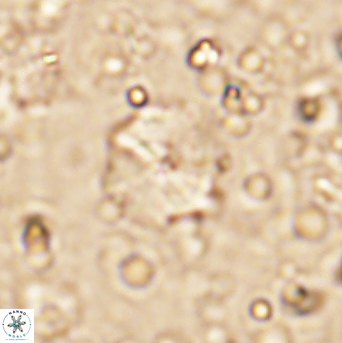 Hayesites irregularis 7163