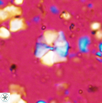 Hayesites irregularis 7164