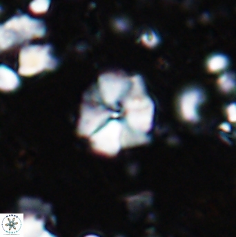 Hayesites irregularis 7165