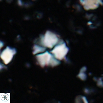 Hayesites irregularis 7166