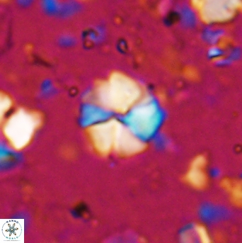 Hayesites irregularis 7167