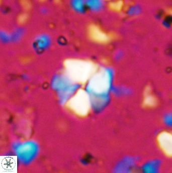 Hayesites irregularis 7168