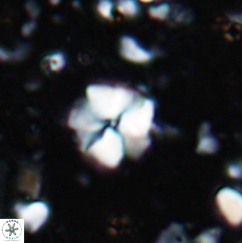 Hayesites irregularis 7169