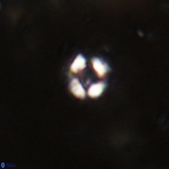 Helenmanivitia colombiana VR 22867