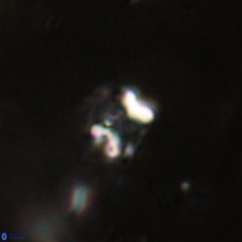 Helenmanivitia colombiana VR 22874