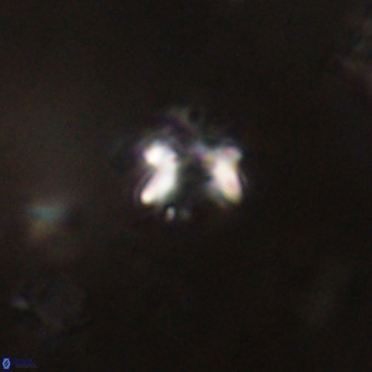 Helenmanivitia colombiana VR 22875
