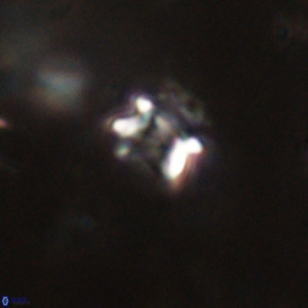 Helenmanivitia colombiana VR 22878