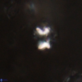 Helenmanivitia colombiana VR 22879