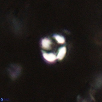 Helenmanivitia colombiana VR 22882