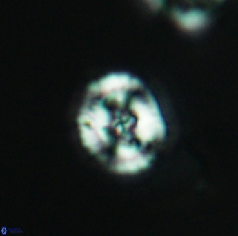 Helenea acuminata 2607