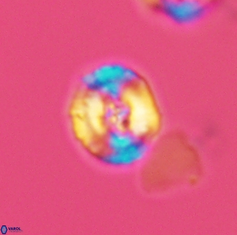 Helenea acuminata 2608