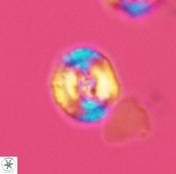 Helenea acuminata 2608
