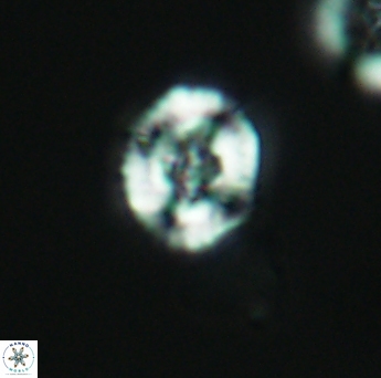 Helenea acuminata 2610