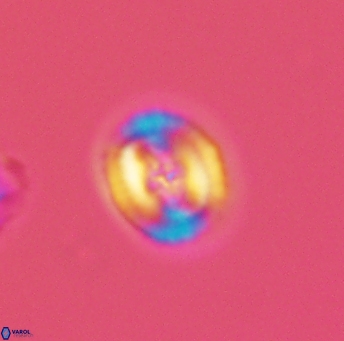 Helenea acuminata 2627