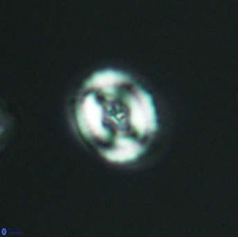 Helenea acuminata 2628