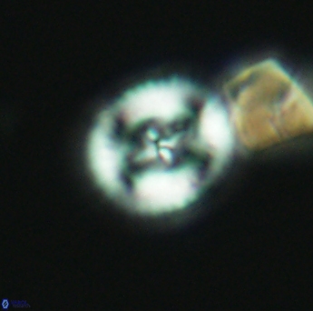 Helenea acuminata 2648