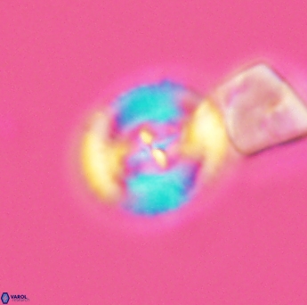 Helenea acuminata 2649