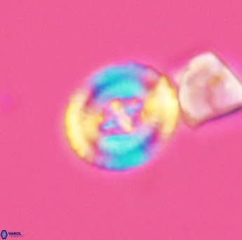 Helenea acuminata 2650